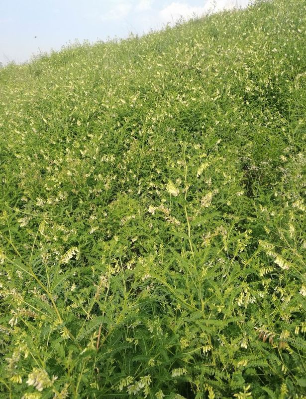 98 +٪ Astragaloside 4 Astragalus جذر Anti - Inflammatory Improving Heart Lung Function HPLC-ELSD